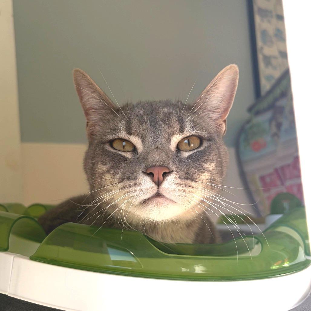 Ash, a Adoptable Domestic Short Hair in Deerfield, IL image 2/2