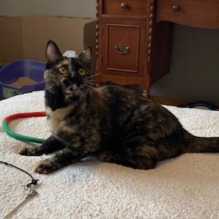 Enlarge Houdini, a ADOPTABLE Tortoiseshell in Hudson, WI image 4/6