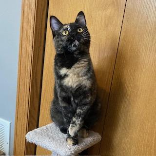 Enlarge Houdini, a ADOPTABLE Tortoiseshell in Hudson, WI image 3/6