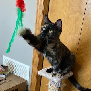 Enlarge Houdini, a ADOPTABLE Tortoiseshell in Hudson, WI image 6/6