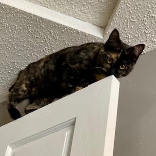 Enlarge Houdini, a ADOPTABLE Tortoiseshell in Hudson, WI image 2/6