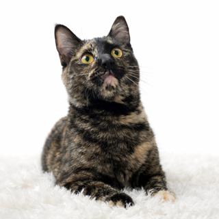 Enlarge Houdini, a ADOPTABLE Tortoiseshell in Hudson, WI image 1/6