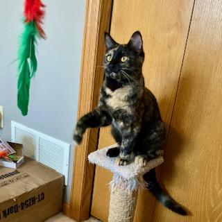 Enlarge Houdini, a ADOPTABLE Tortoiseshell in Hudson, WI image 5/6