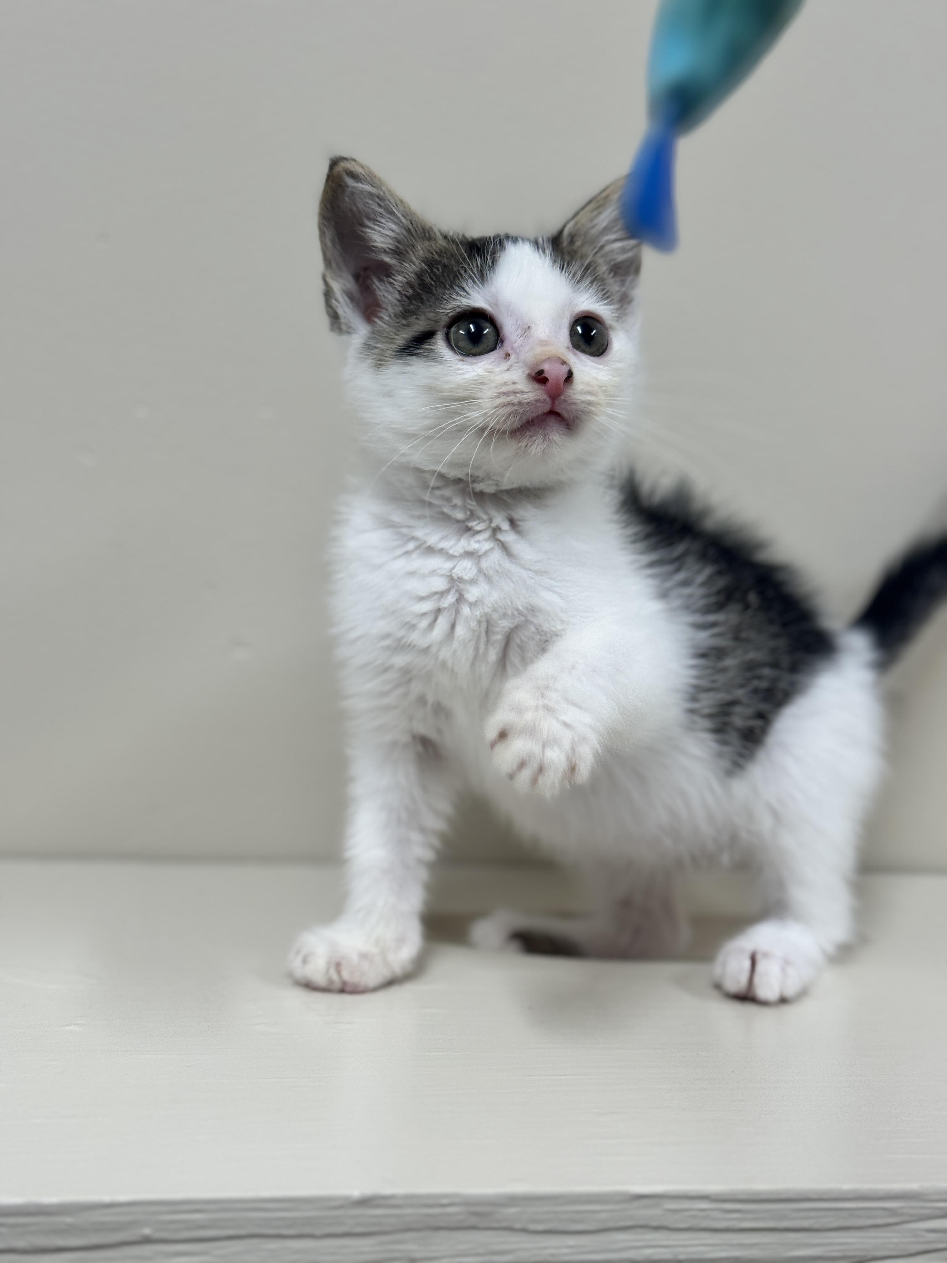 Bellona, an adoptable Domestic Short Hair in Hackensack, MN, 56452 | Photo Image 1