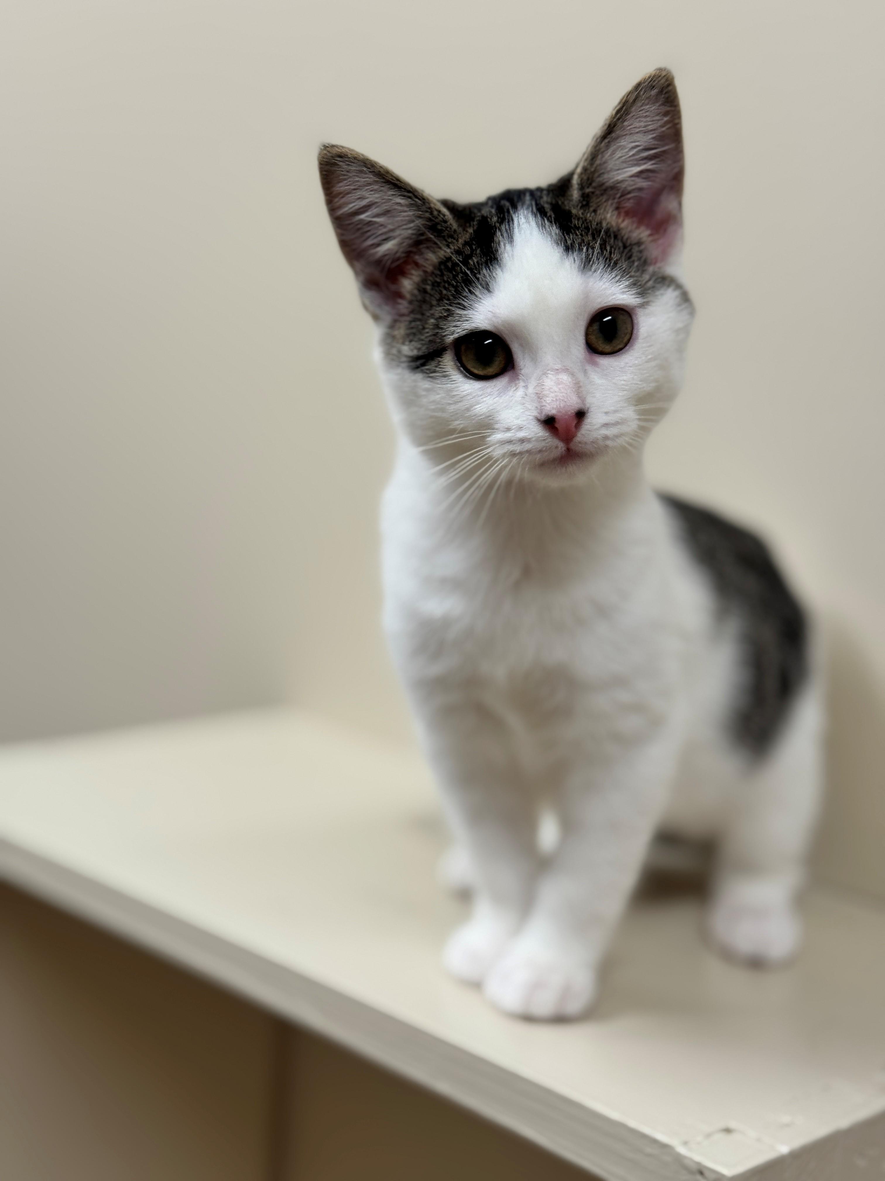 Bellona, an adoptable Domestic Short Hair in Hackensack, MN, 56452 | Photo Image 1