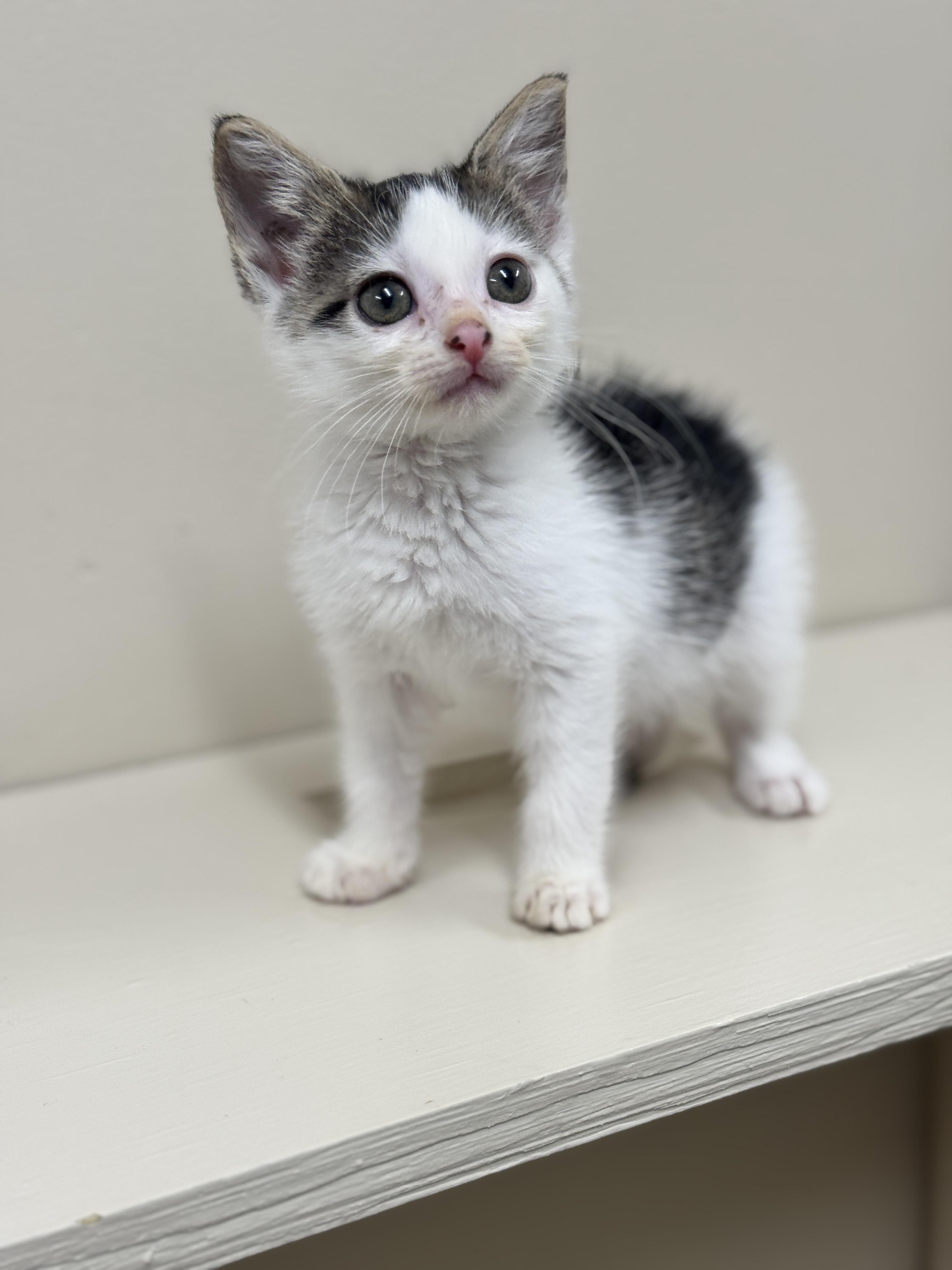 Bellona, an adoptable Domestic Short Hair in Hackensack, MN, 56452 | Photo Image 3