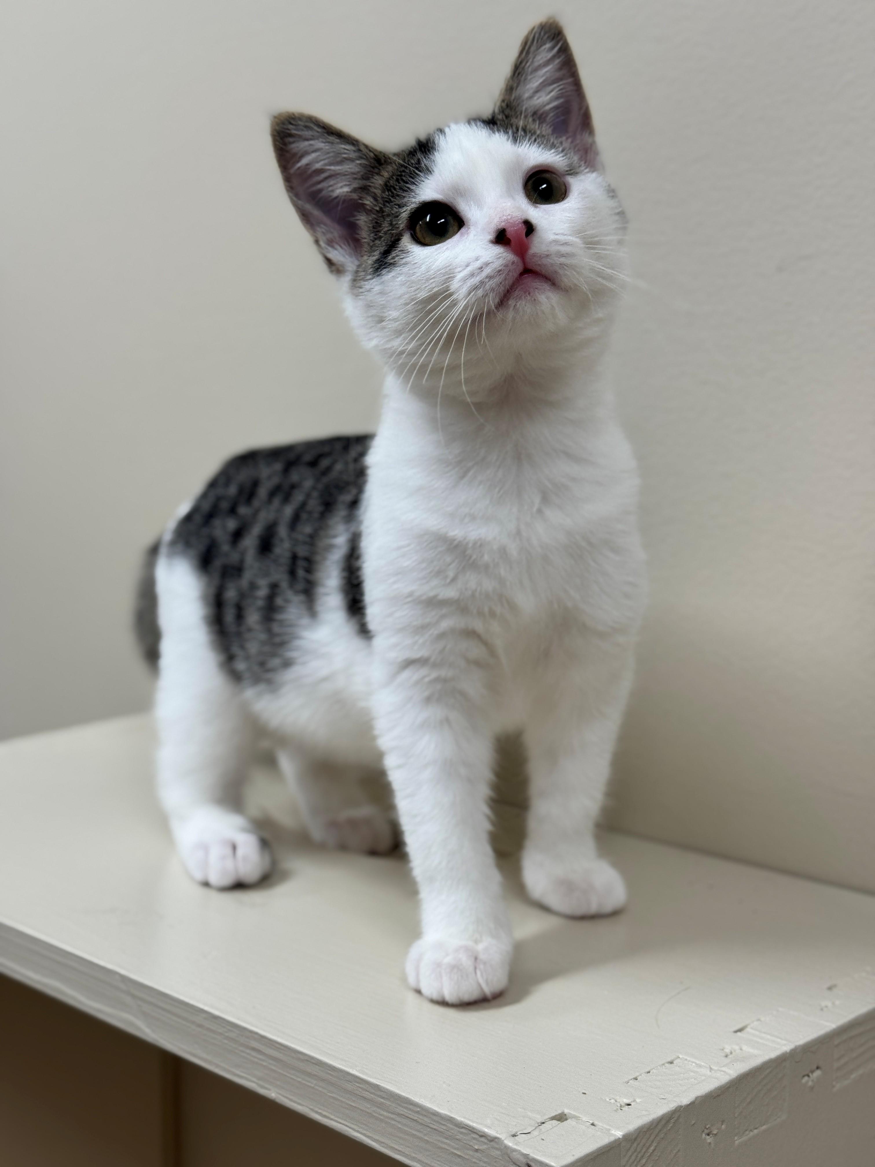 Bellona, an adoptable Domestic Short Hair in Hackensack, MN, 56452 | Photo Image 5