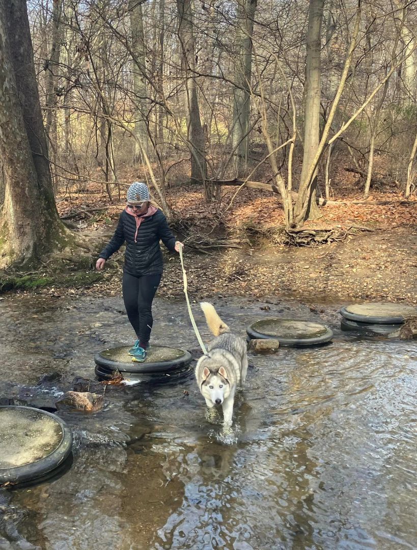 Enlarge Skylar *foster needed*, a Adoptable Siberian Husky in Landenberg, PA image 2/5