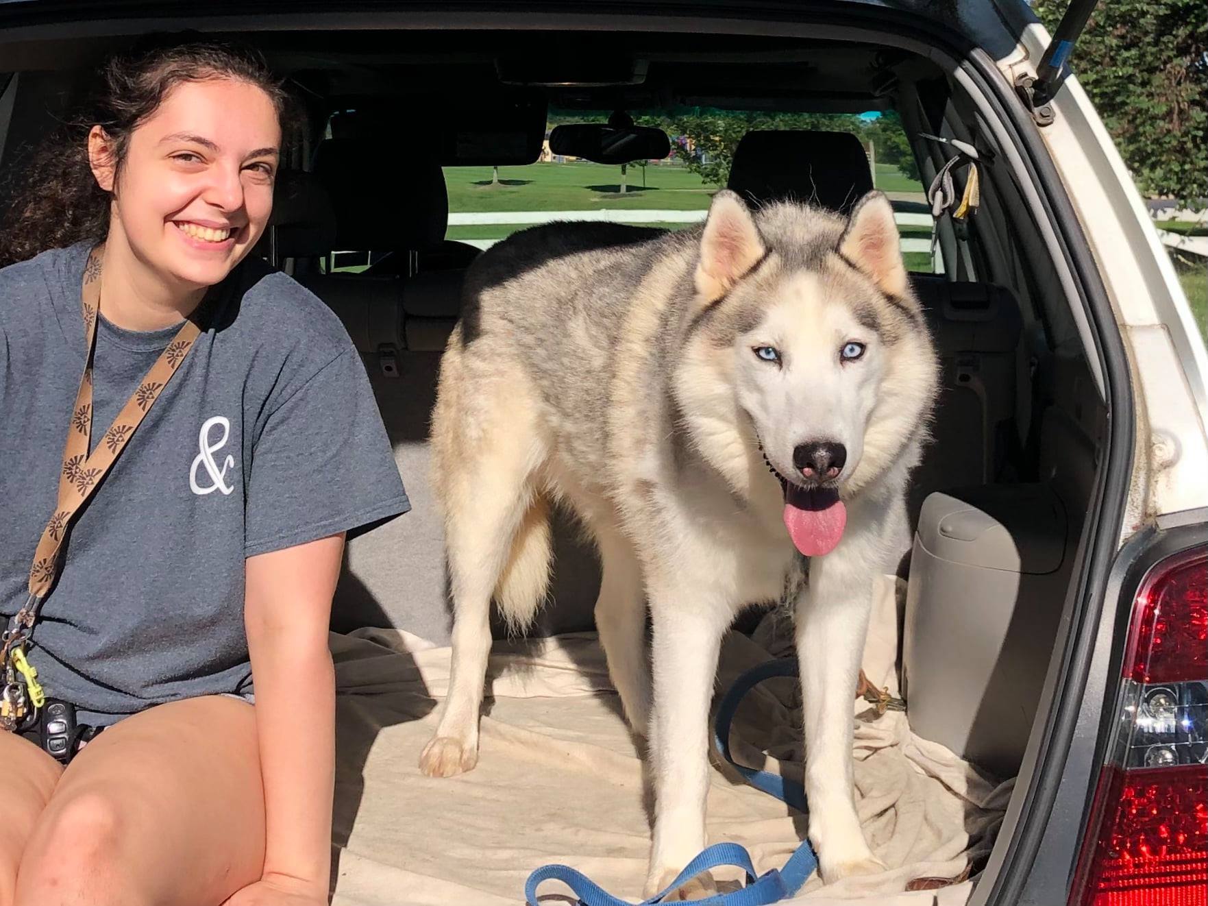 Enlarge Skylar *foster needed*, a Adoptable Siberian Husky in Landenberg, PA image 3/5