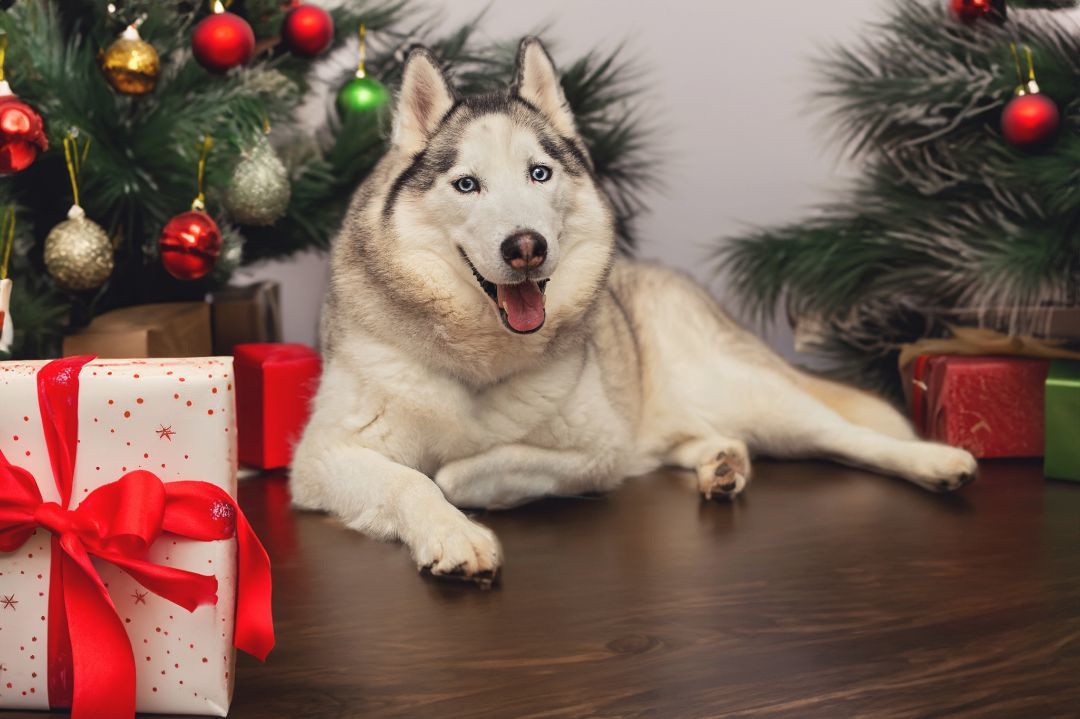 Enlarge Skylar *foster needed*, a Adoptable Siberian Husky in Landenberg, PA image 4/5