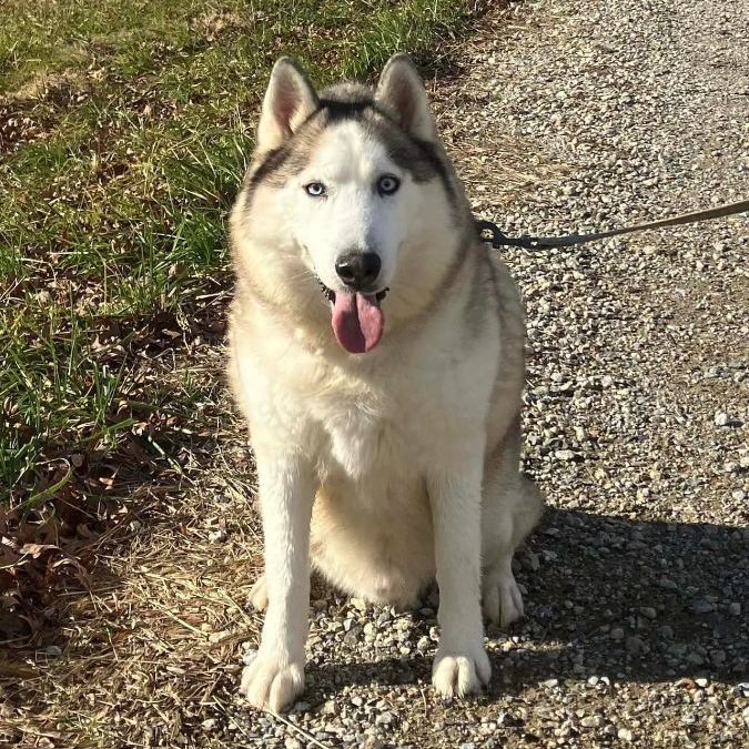 Skylar *foster needed*, Adoptable, Adult Male Siberian Husky.