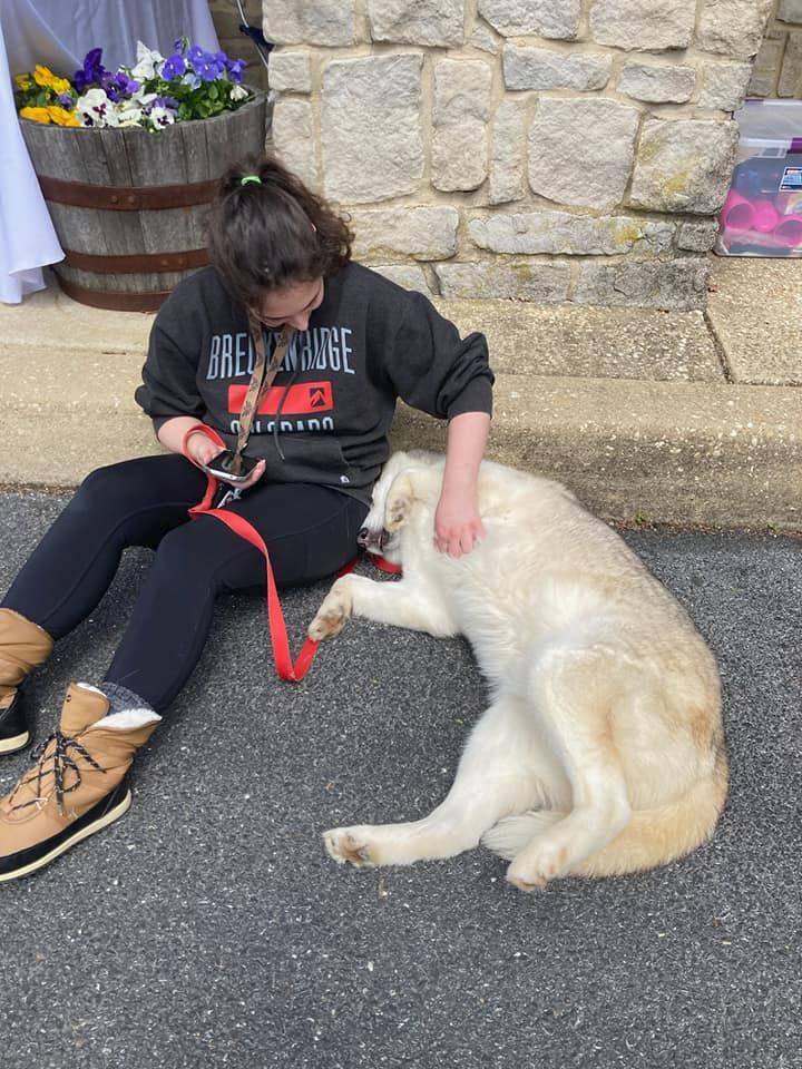 Enlarge Skylar *foster needed*, a Adoptable Siberian Husky in Landenberg, PA image 5/5