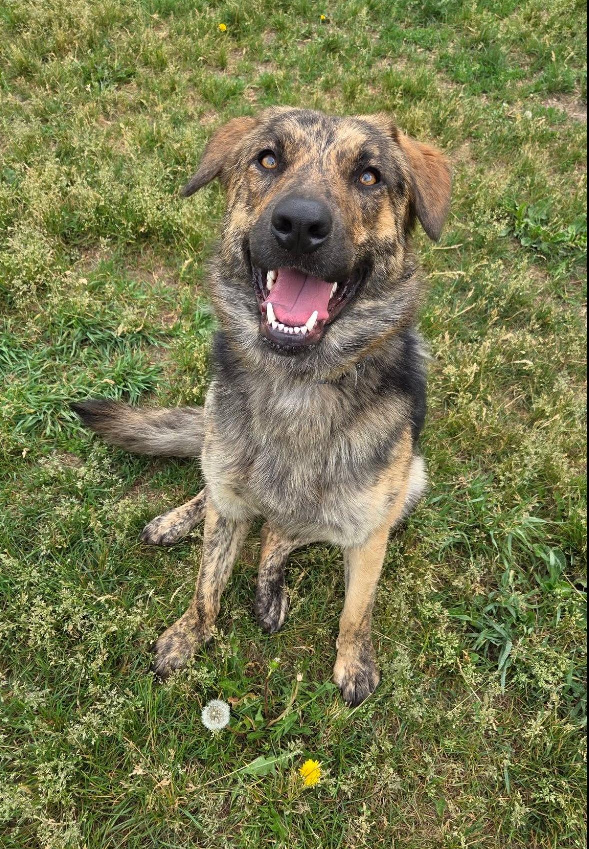 Luna, Adoptable, Young Female Shepherd & Plott Hound.