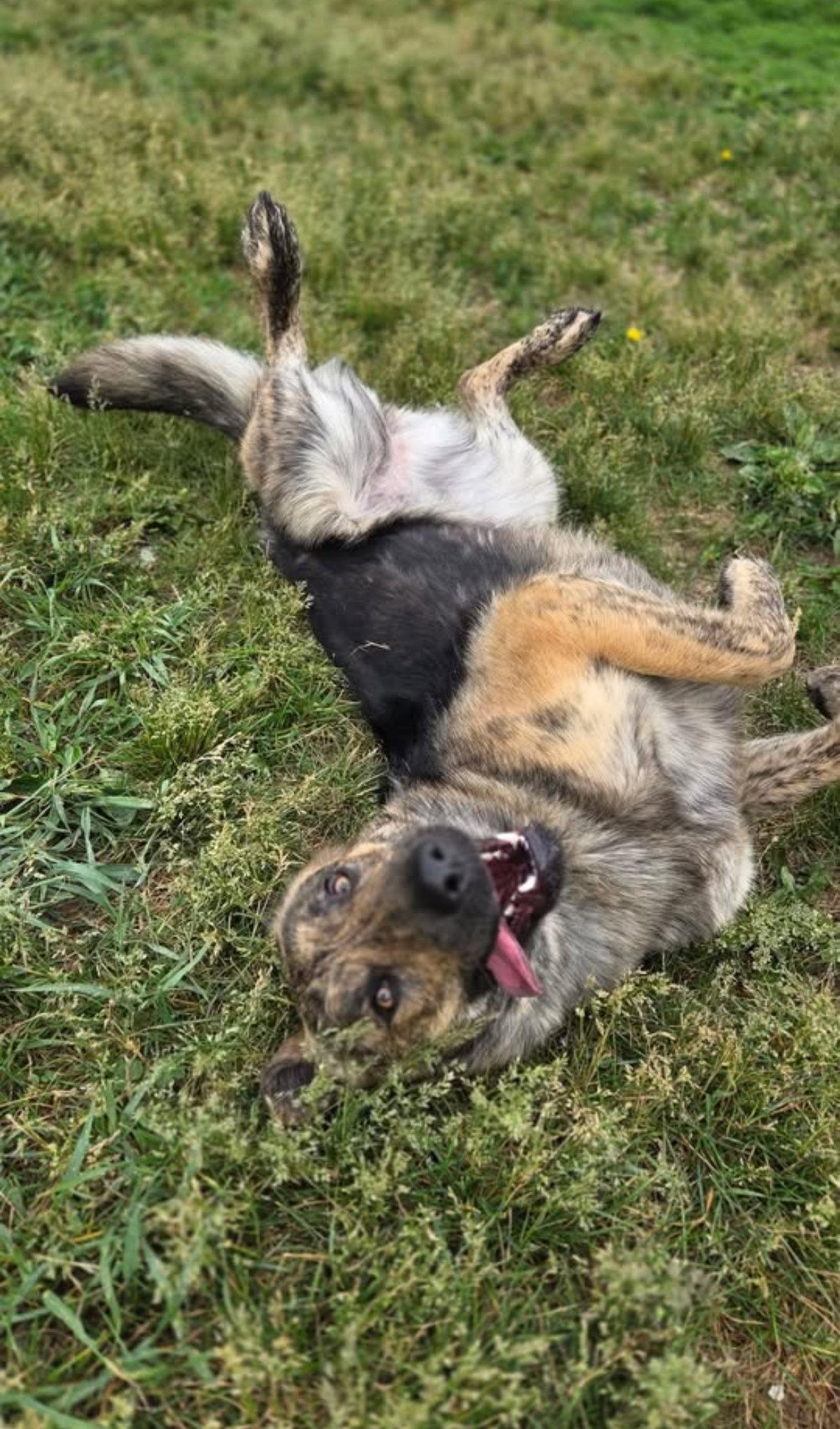 Luna, a Adoptable mixed breed in Grafton, WI image 2/3