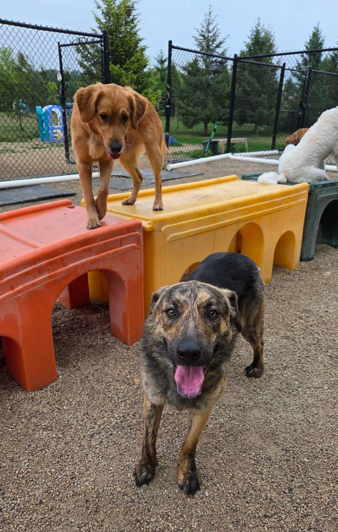 Luna, a Adoptable mixed breed in Grafton, WI image 3/3