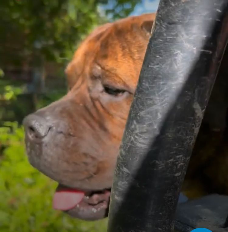 Groot, a Adopted Bullmastiff in Glover, VT image 1/10