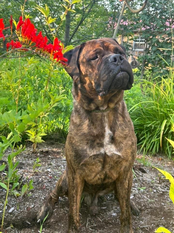 Groot, a Adopted Bullmastiff in Glover, VT image 2/10