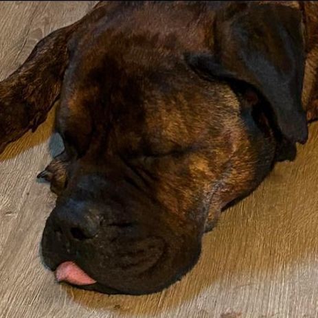 Groot, a Adopted Bullmastiff in Glover, VT image 3/10