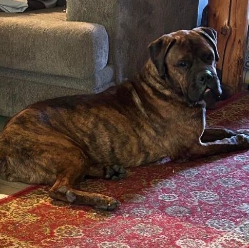 Groot, a Adopted Bullmastiff in Glover, VT image 4/10