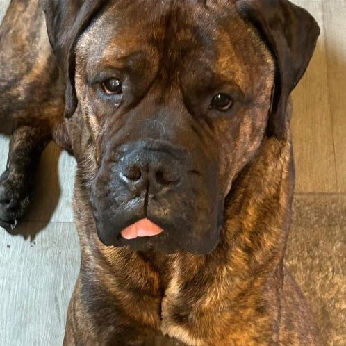 Groot, a Adopted Bullmastiff in Glover, VT image 5/10