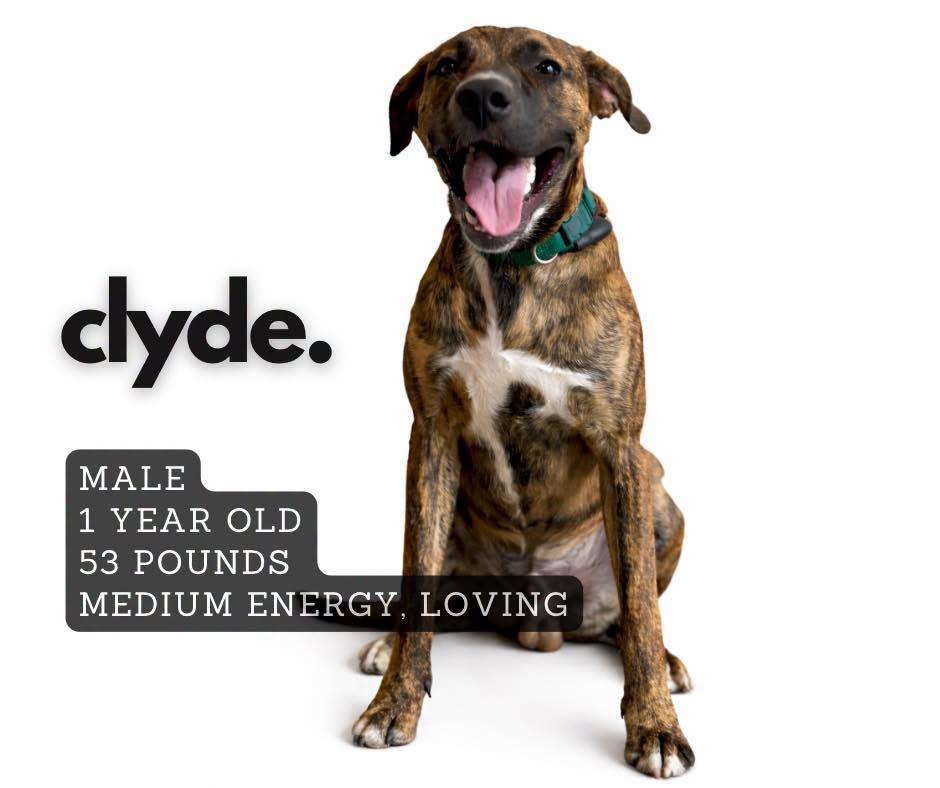 Clyde, Adoptable, Young Male Mixed Breed.