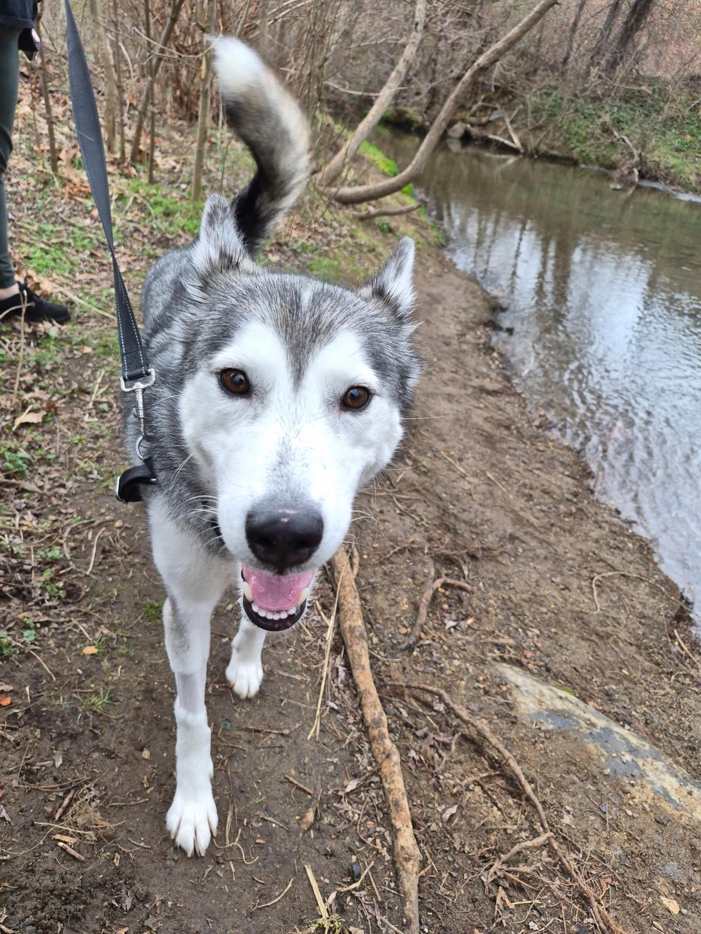 Enlarge Mya, a Adoptable Husky in Christiansburg, VA image 1/6