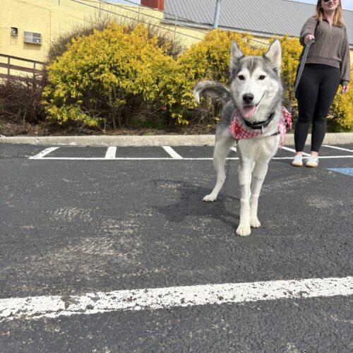 Mya, Adoptable, Adult Female Husky.