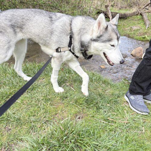 Enlarge Mya, a Adoptable Husky in Christiansburg, VA image 3/6