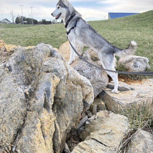 Enlarge Mya, a Adoptable Husky in Christiansburg, VA image 4/6