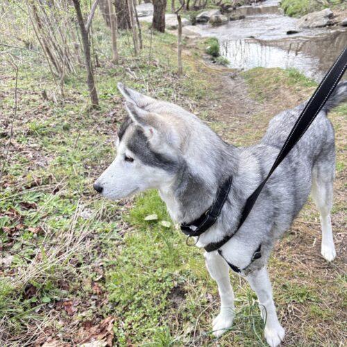 Enlarge Mya, a Adoptable Husky in Christiansburg, VA image 5/6