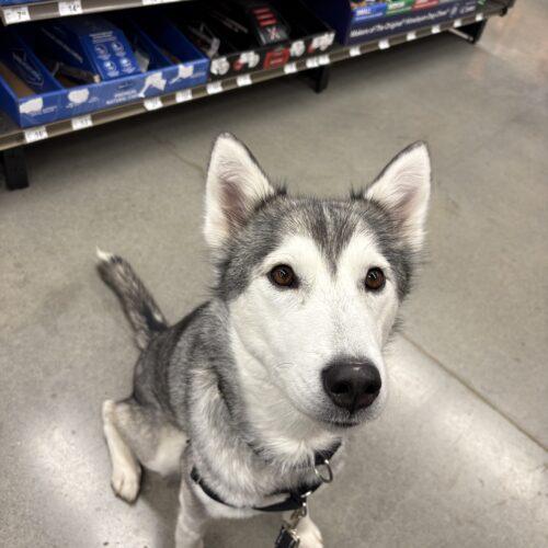 Enlarge Mya, a Adoptable Husky in Christiansburg, VA image 6/6
