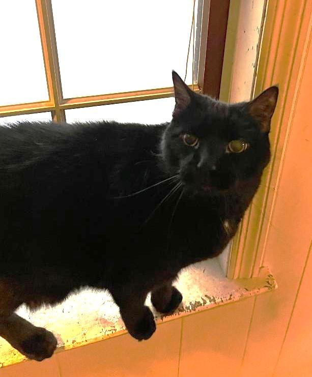 Enlarge Atlas, a ADOPTABLE Domestic Short Hair in Sayreville, NJ image 2/2