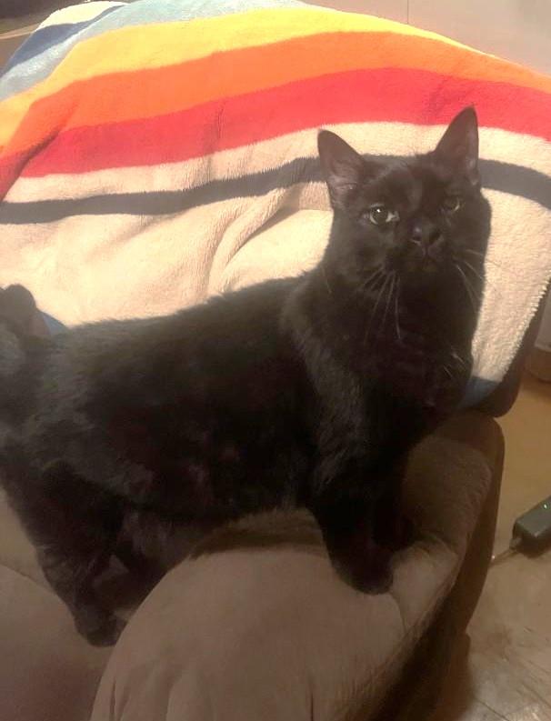 Atlas, adopted, Senior Male Domestic Short Hair.