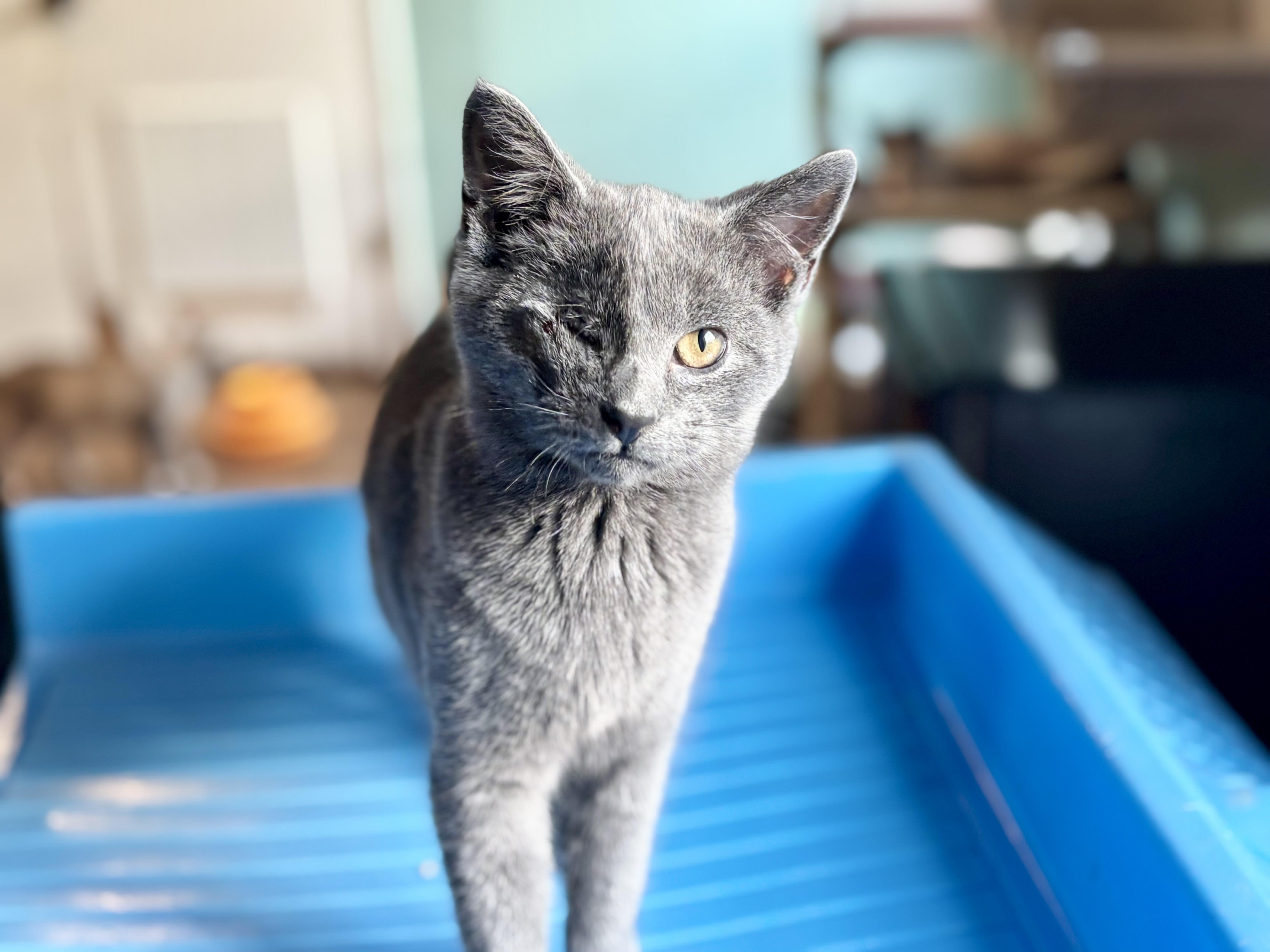 Enlarge Fish, an adopted mixed breed in CLINTON, NJ image 4/6