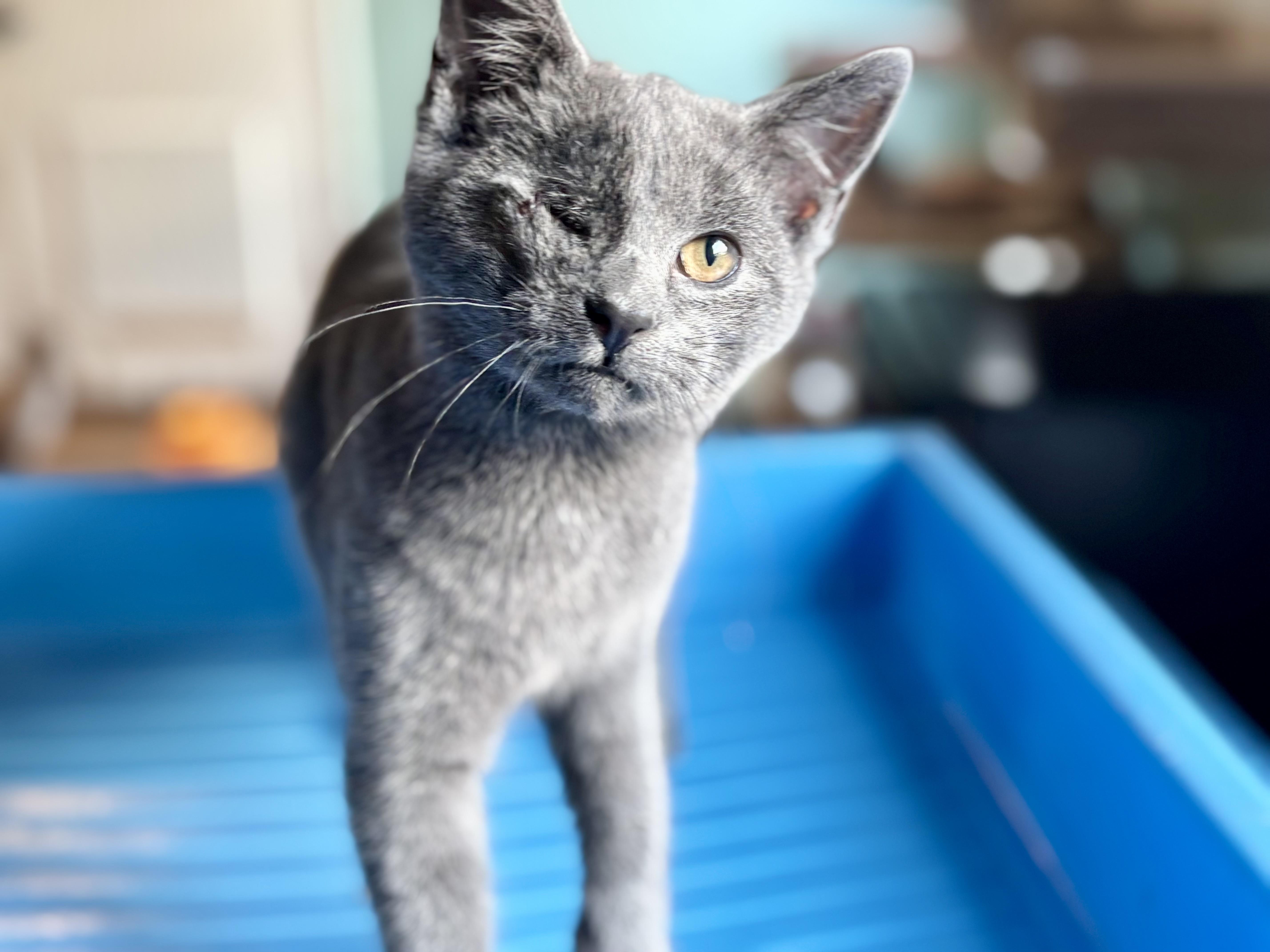 Enlarge Fish, an adopted mixed breed in CLINTON, NJ image 5/6