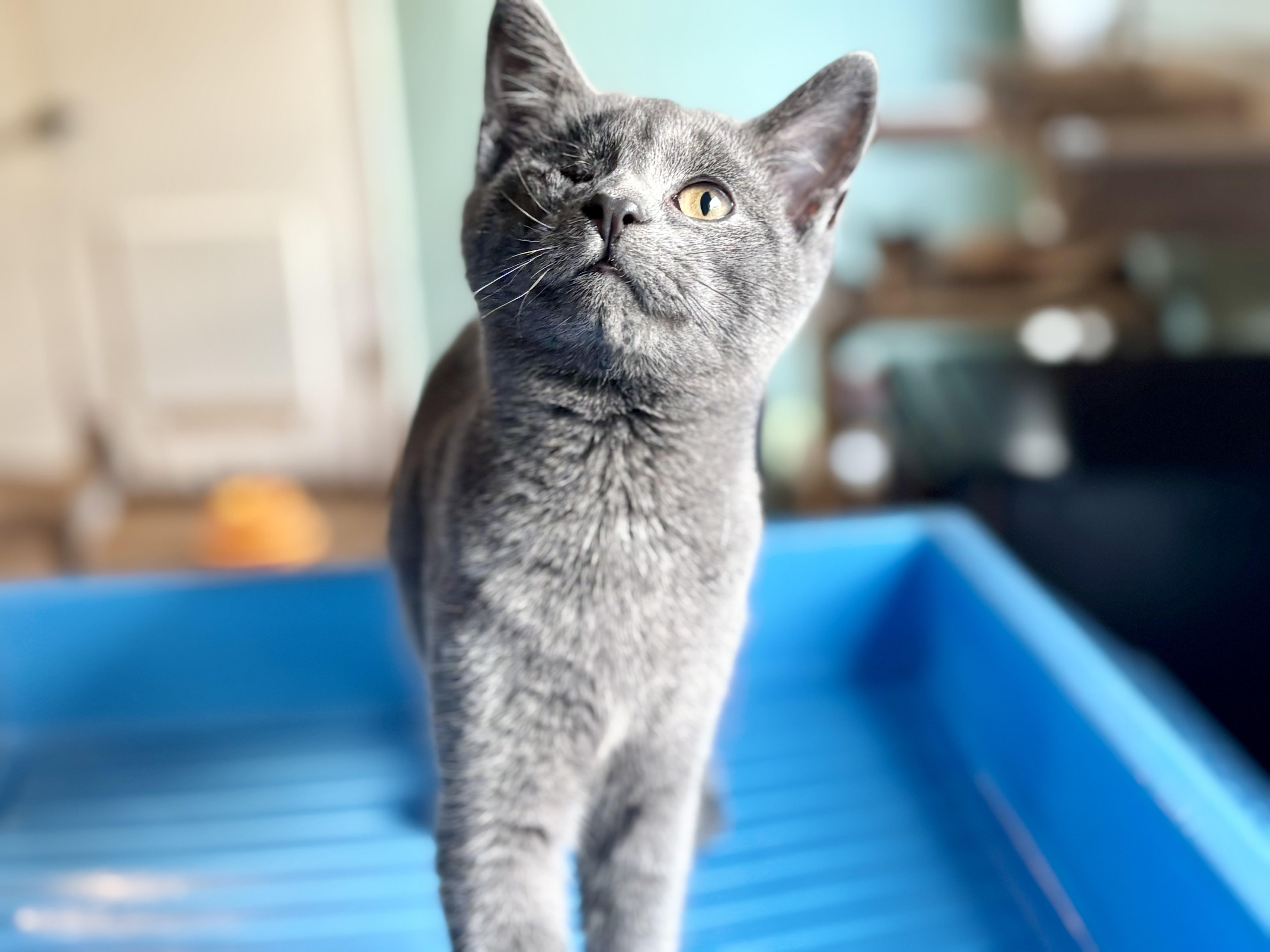 Enlarge Fish, an adopted mixed breed in CLINTON, NJ image 3/6