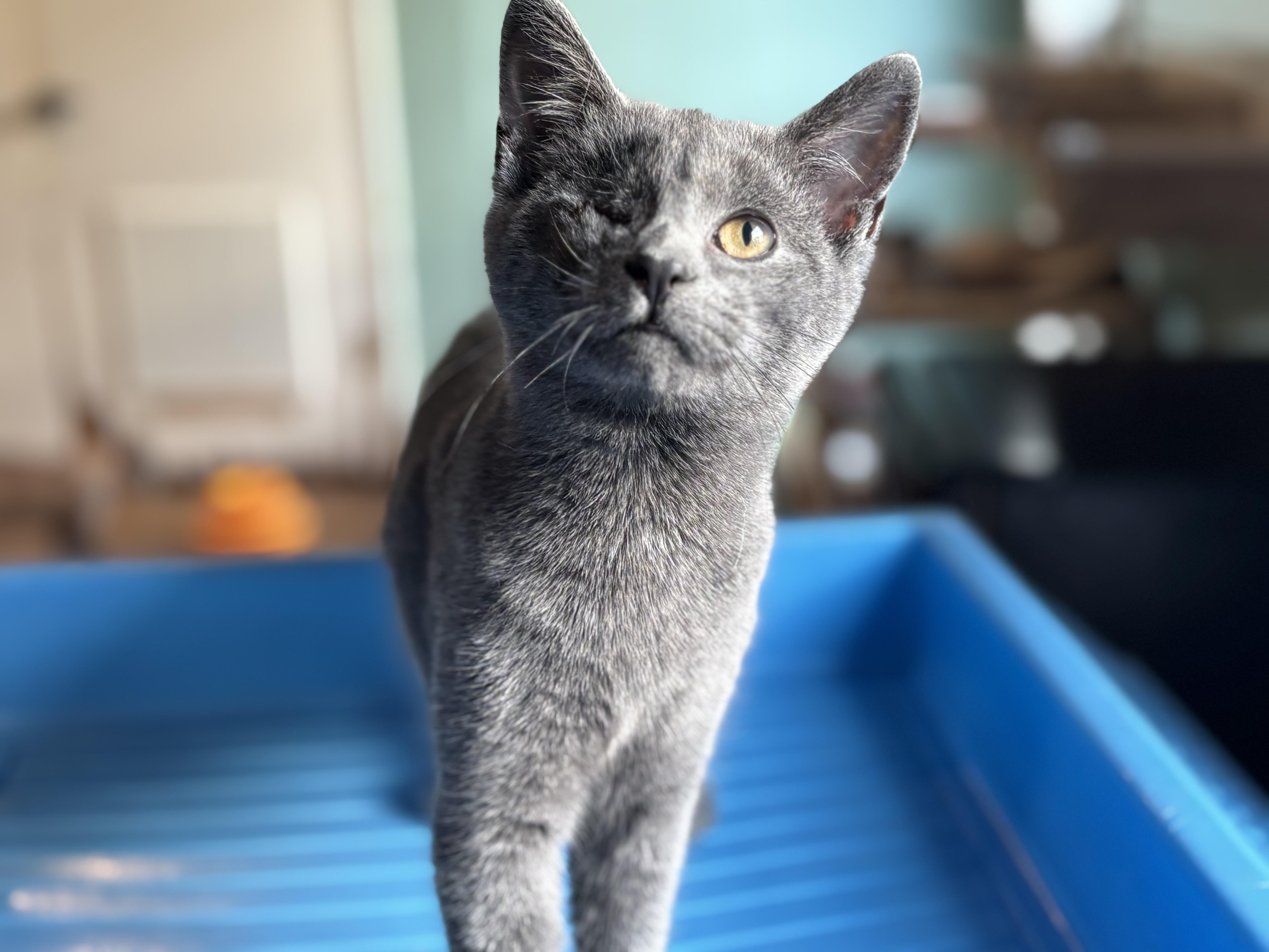 Enlarge Fish, an adopted mixed breed in CLINTON, NJ image 2/6