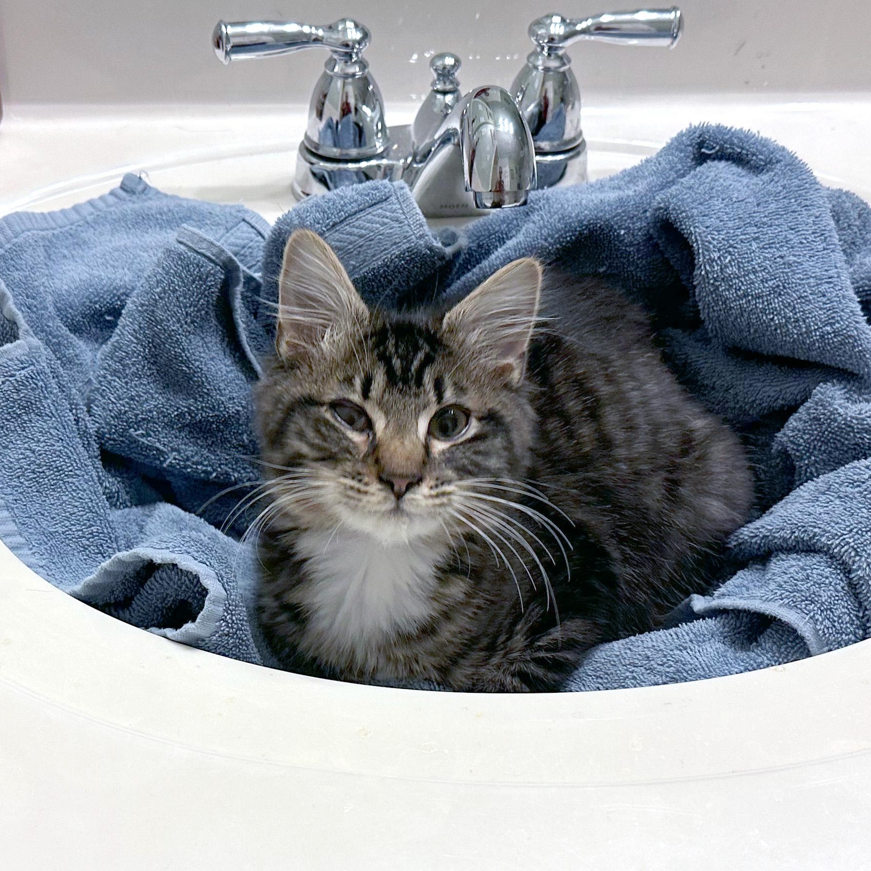 Enlarge Same Day, a ADOPTABLE Domestic Medium Hair in Apex, NC image 4/6