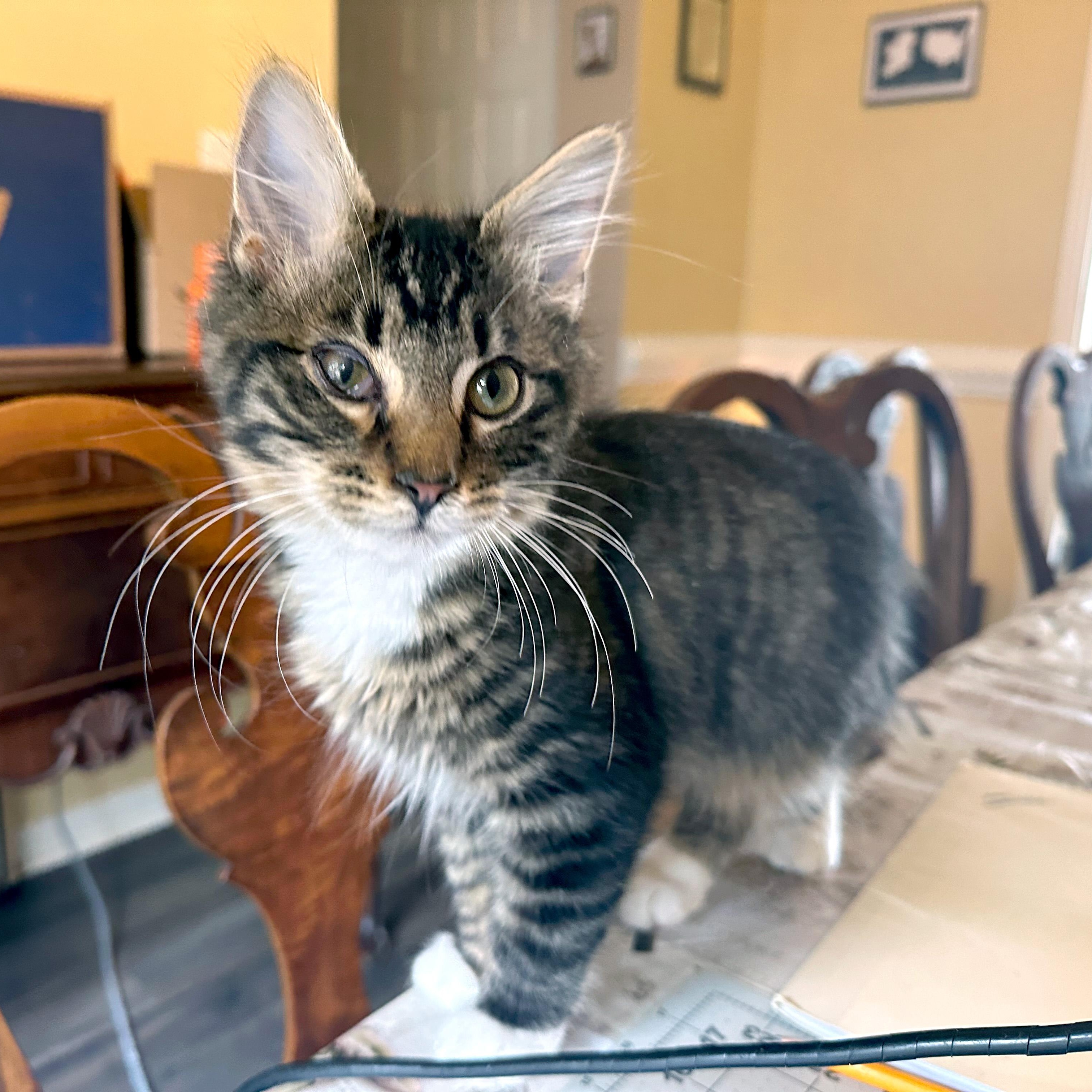 Enlarge Same Day, a ADOPTABLE Domestic Medium Hair in Apex, NC image 2/6