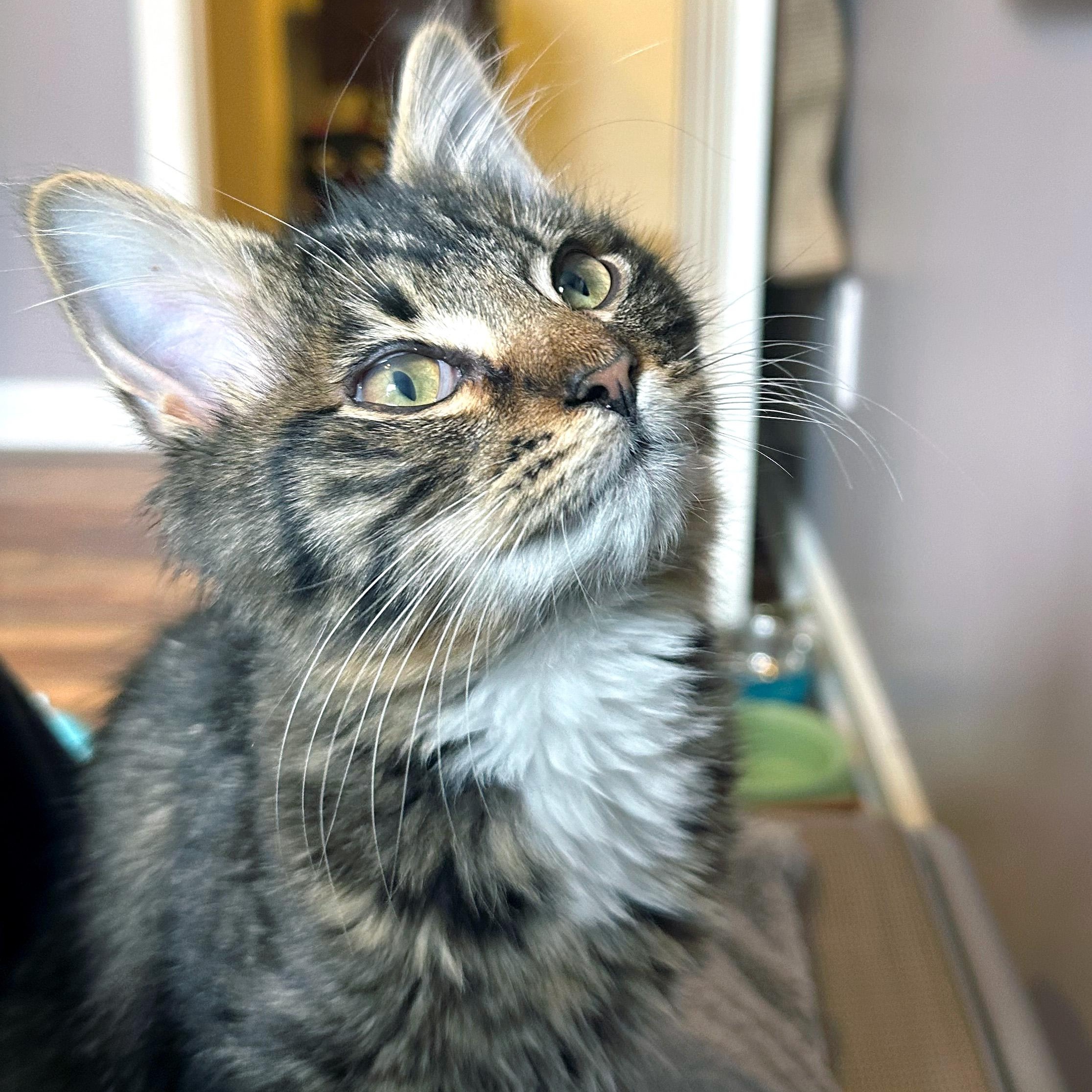 Enlarge Same Day, a ADOPTABLE Domestic Medium Hair in Apex, NC image 3/6