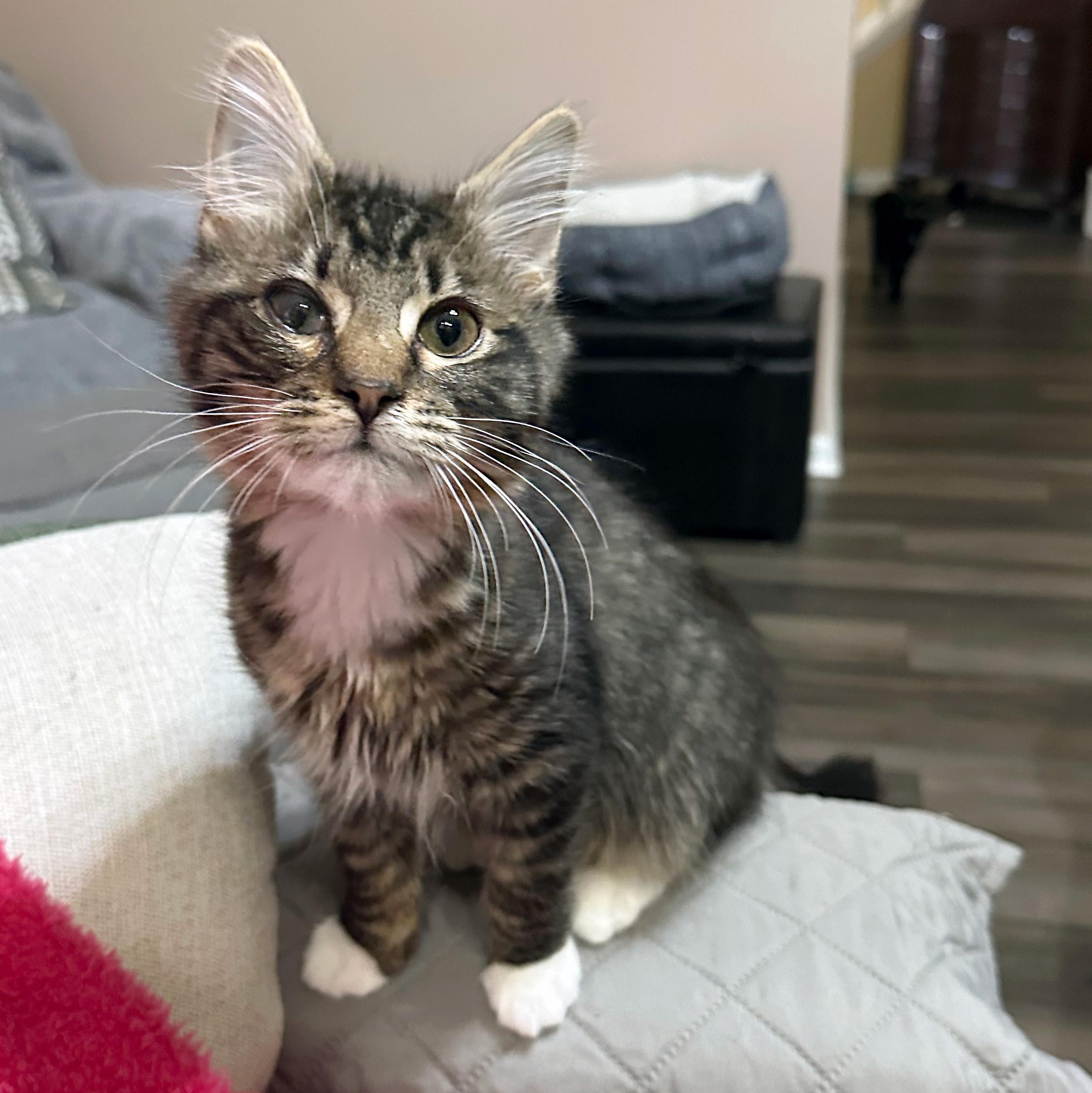 Enlarge Same Day, a ADOPTABLE Domestic Medium Hair in Apex, NC image 1/6