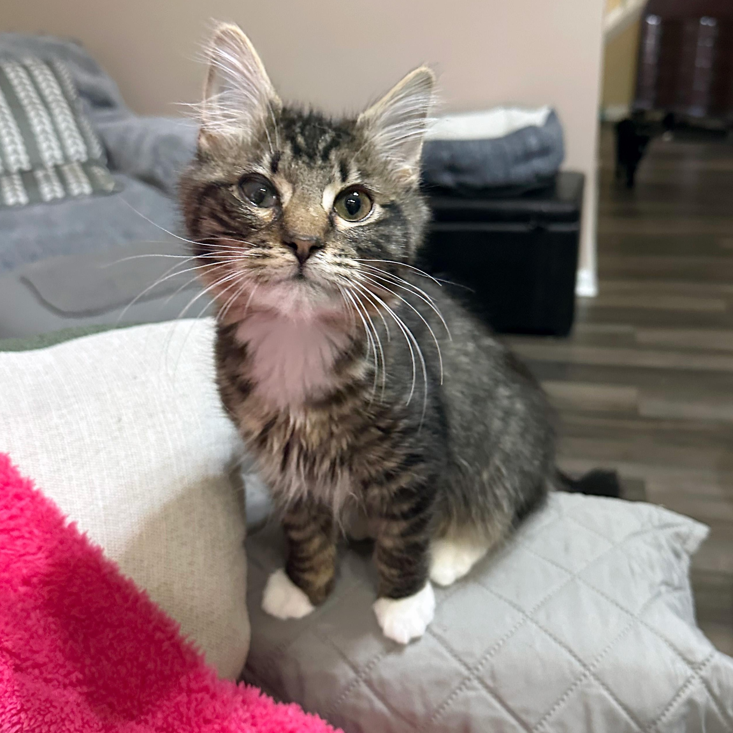 Enlarge Same Day, a ADOPTABLE Domestic Medium Hair in Apex, NC image 6/6