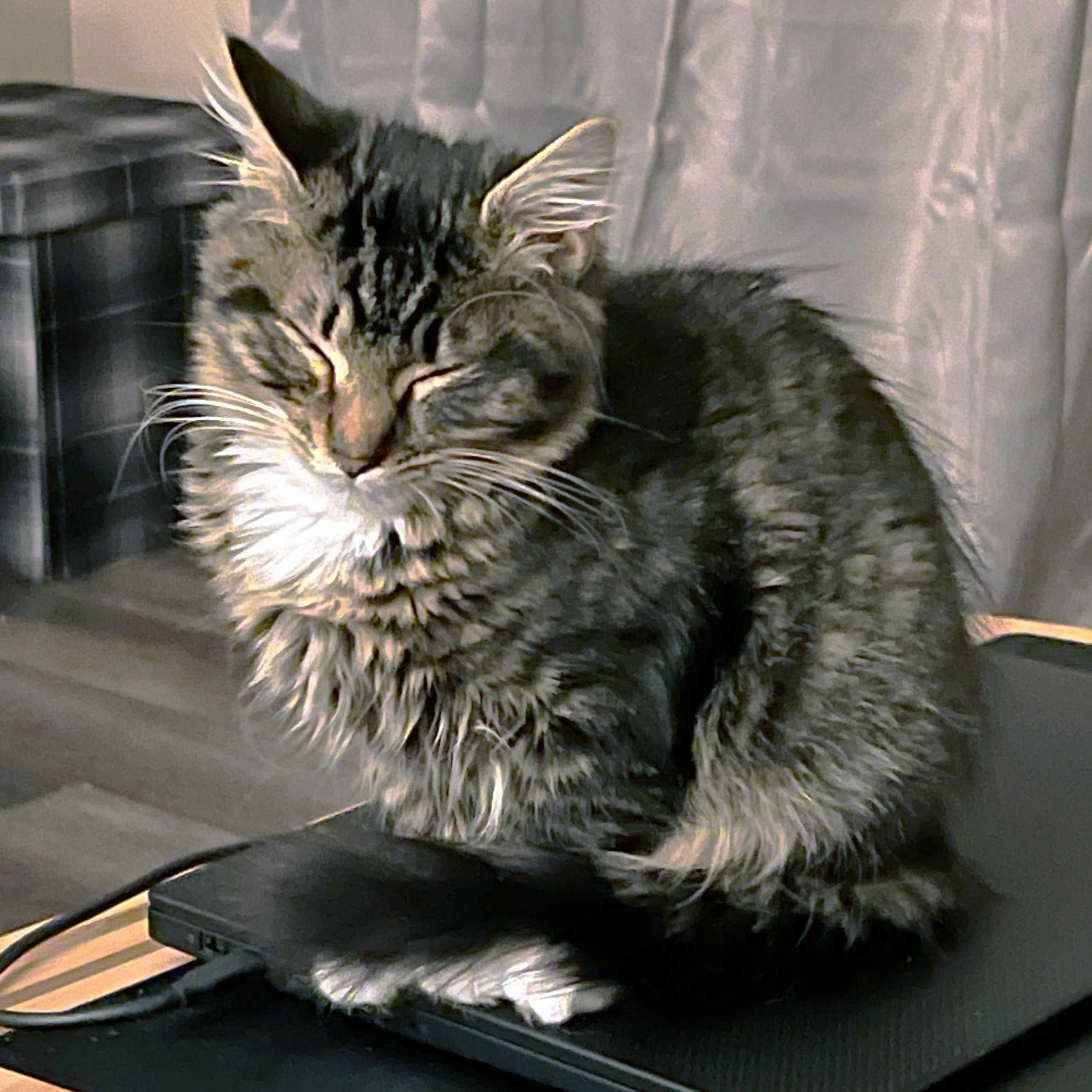 Enlarge Same Day, a ADOPTABLE Domestic Medium Hair in Apex, NC image 5/6