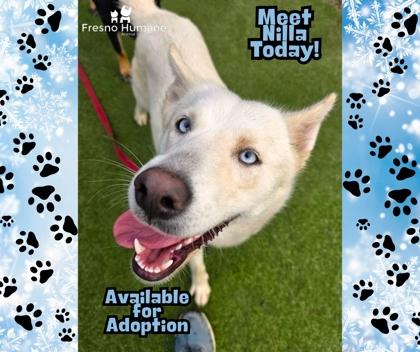 Nilla, Adoptable, Young Female Siberian Husky & Mixed Breed.