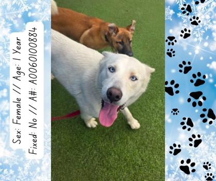 Nilla, a Adoptable mixed breed in Fresno, CA image 2/3