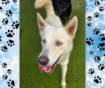 Enlarge Nilla, a Adoptable mixed breed in Fresno, CA image 3/3