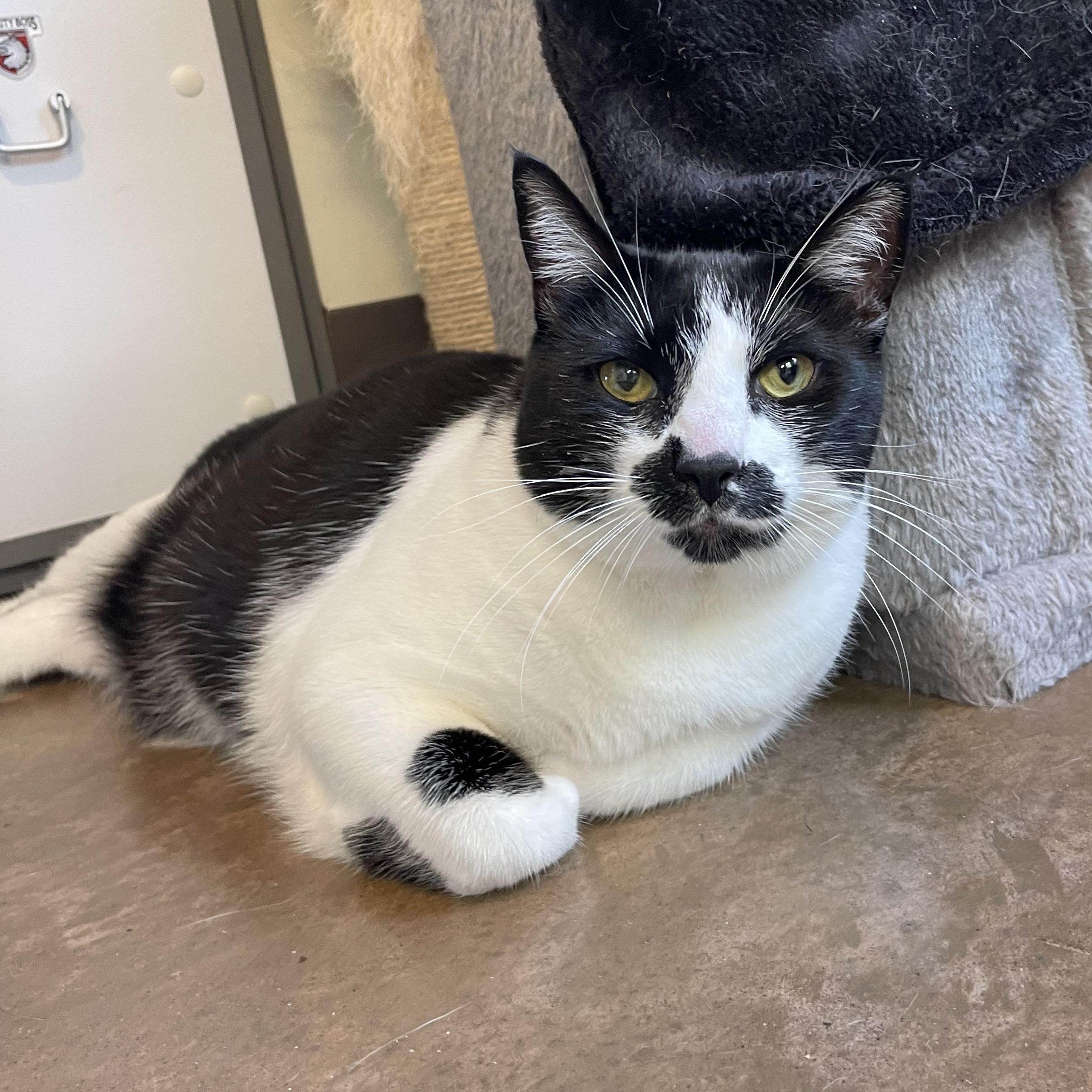 Yang, Adoptable, Adult Female Tuxedo.