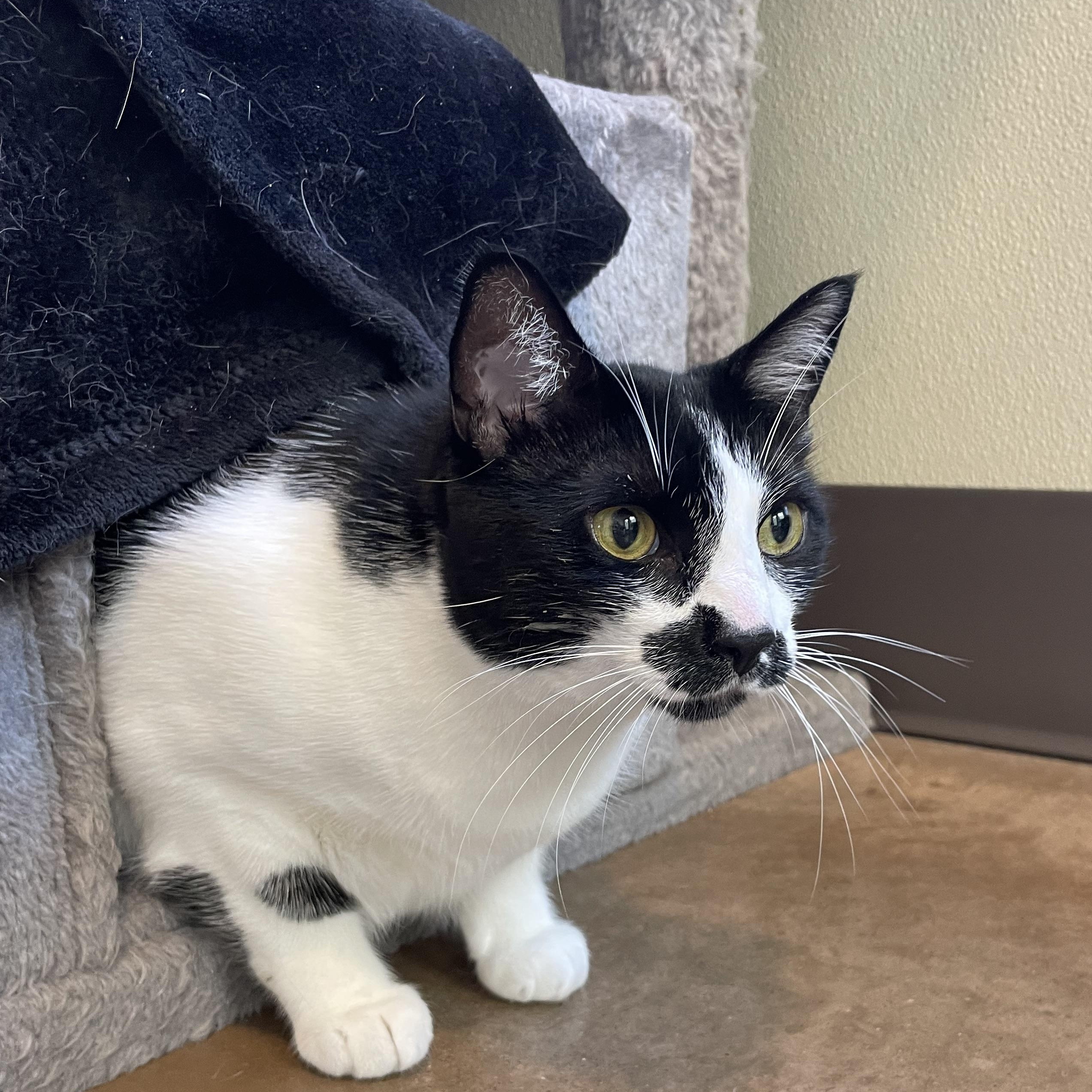 Enlarge Yang, a Adoptable Tuxedo in Friday Harbor, WA image 2/3