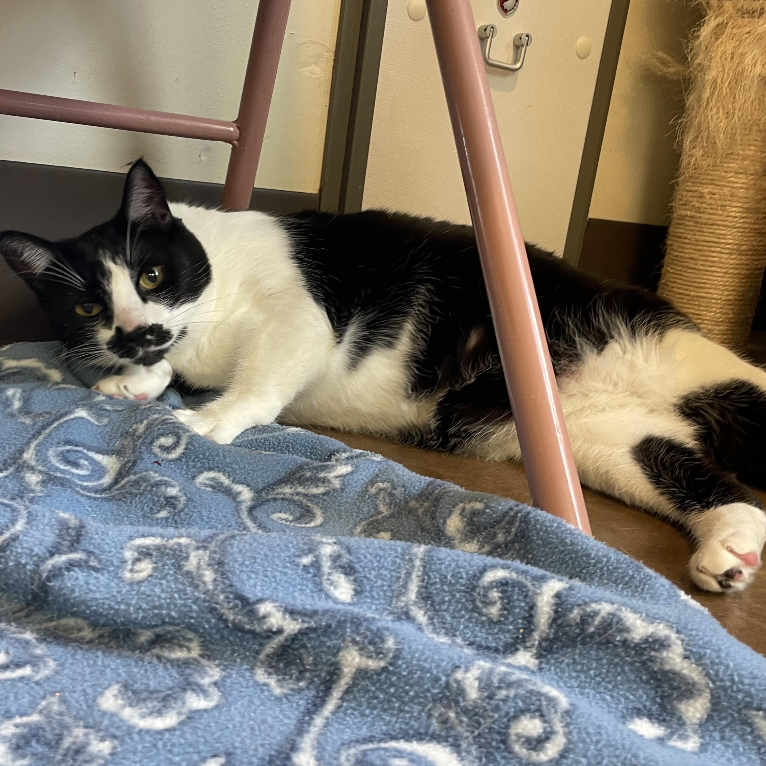 Enlarge Yang, a Adoptable Tuxedo in Friday Harbor, WA image 3/3