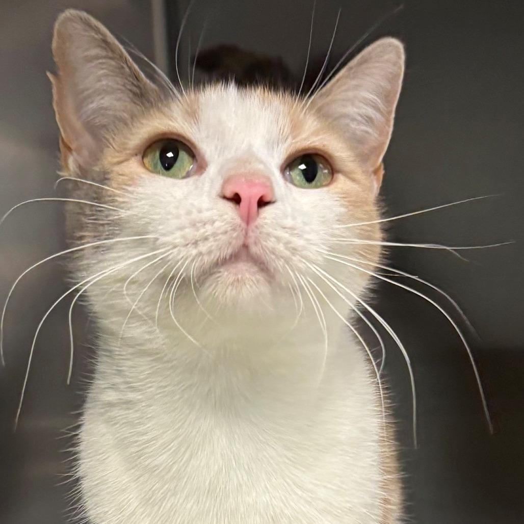 Cali, Adoptable, Adult Female Domestic Short Hair.